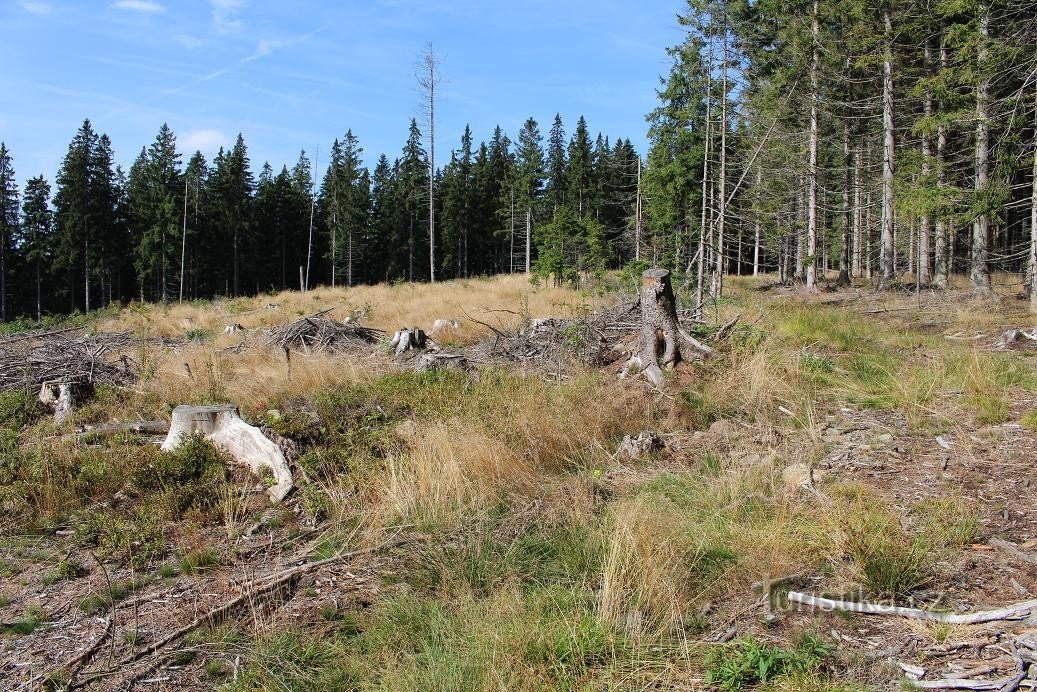 Høj ryg, clearing under toppen