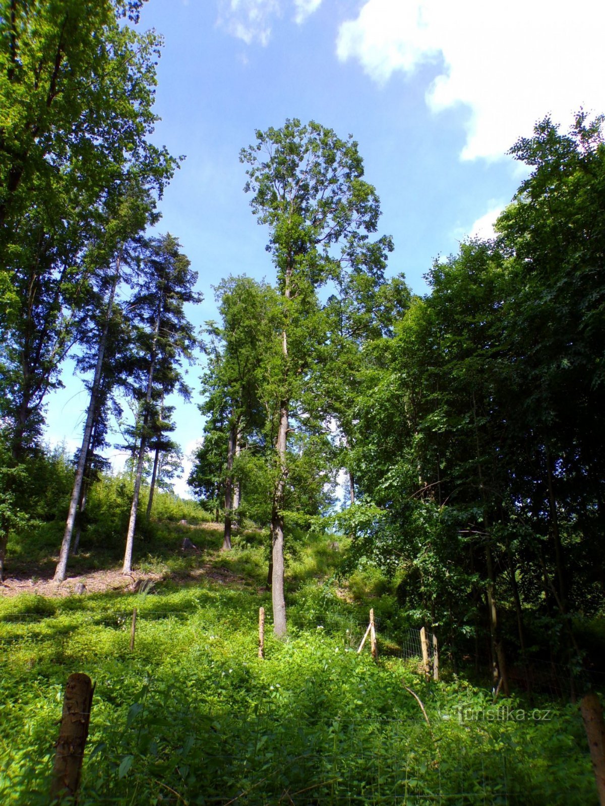 Vysoký Tábor (Мечов, 14.6.2022)