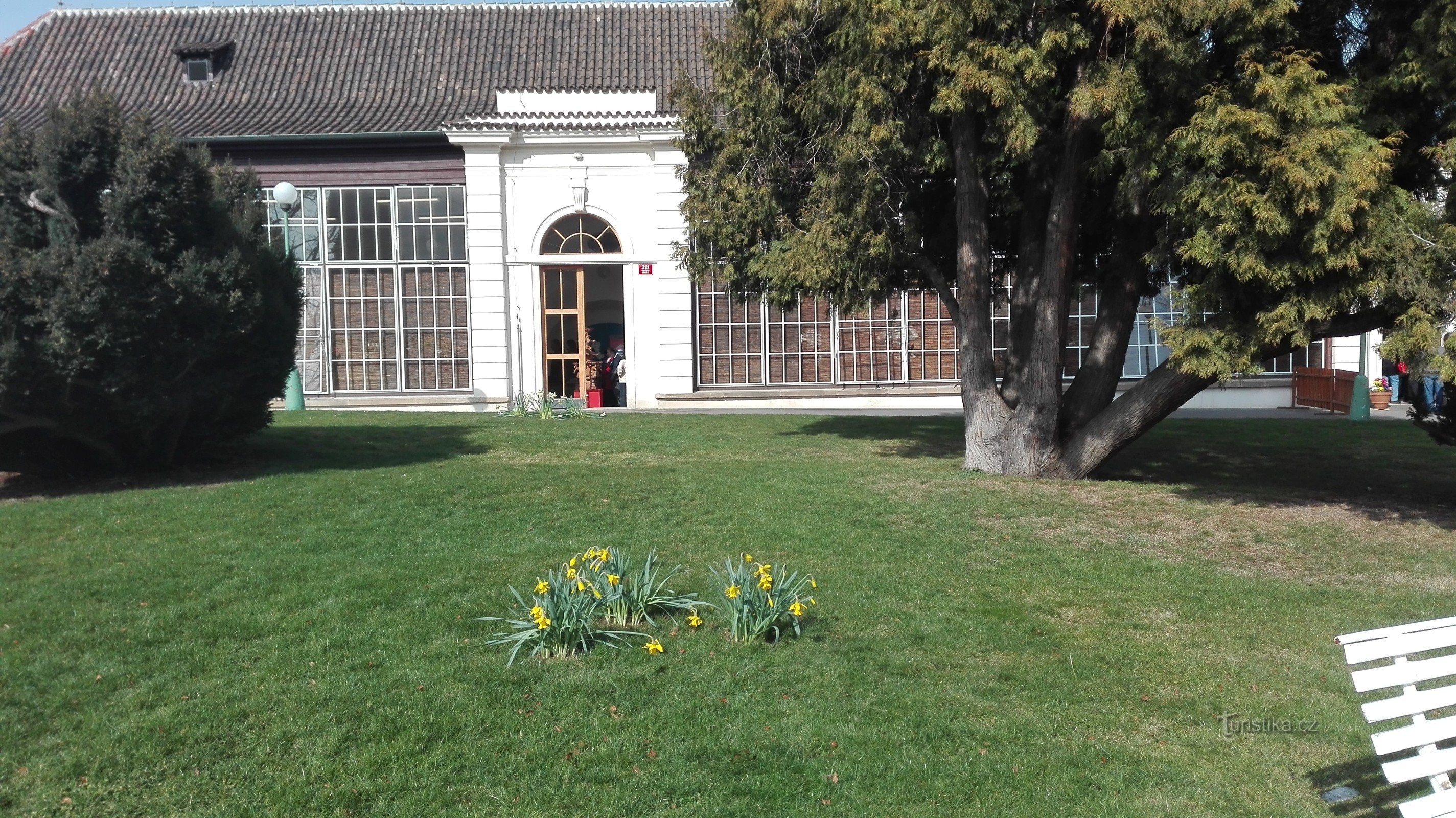 Exposition de jacinthes et d'astérisques au Château de Prague