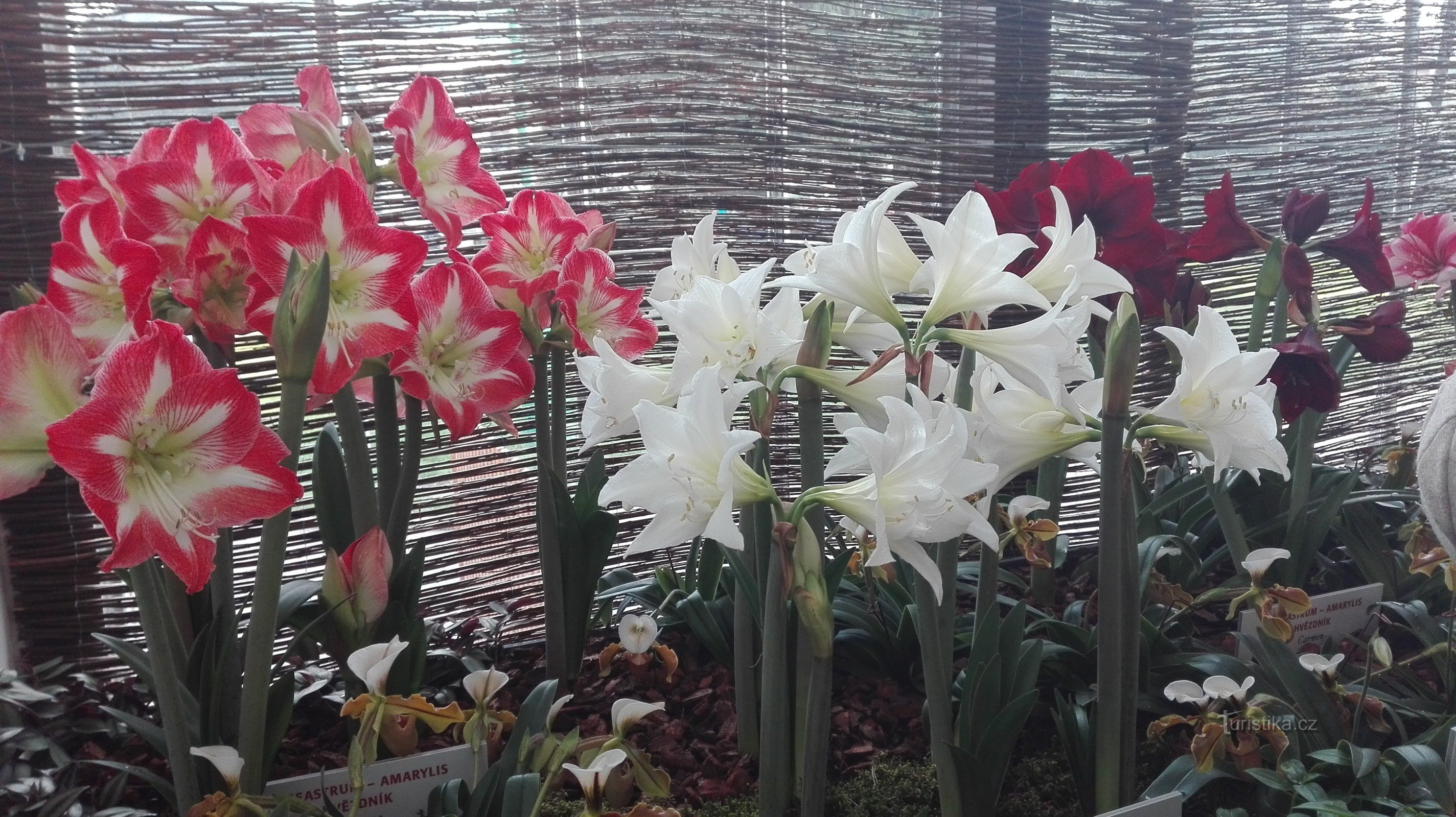 Exhibition of hyacinths and asterisks at Prague Castle