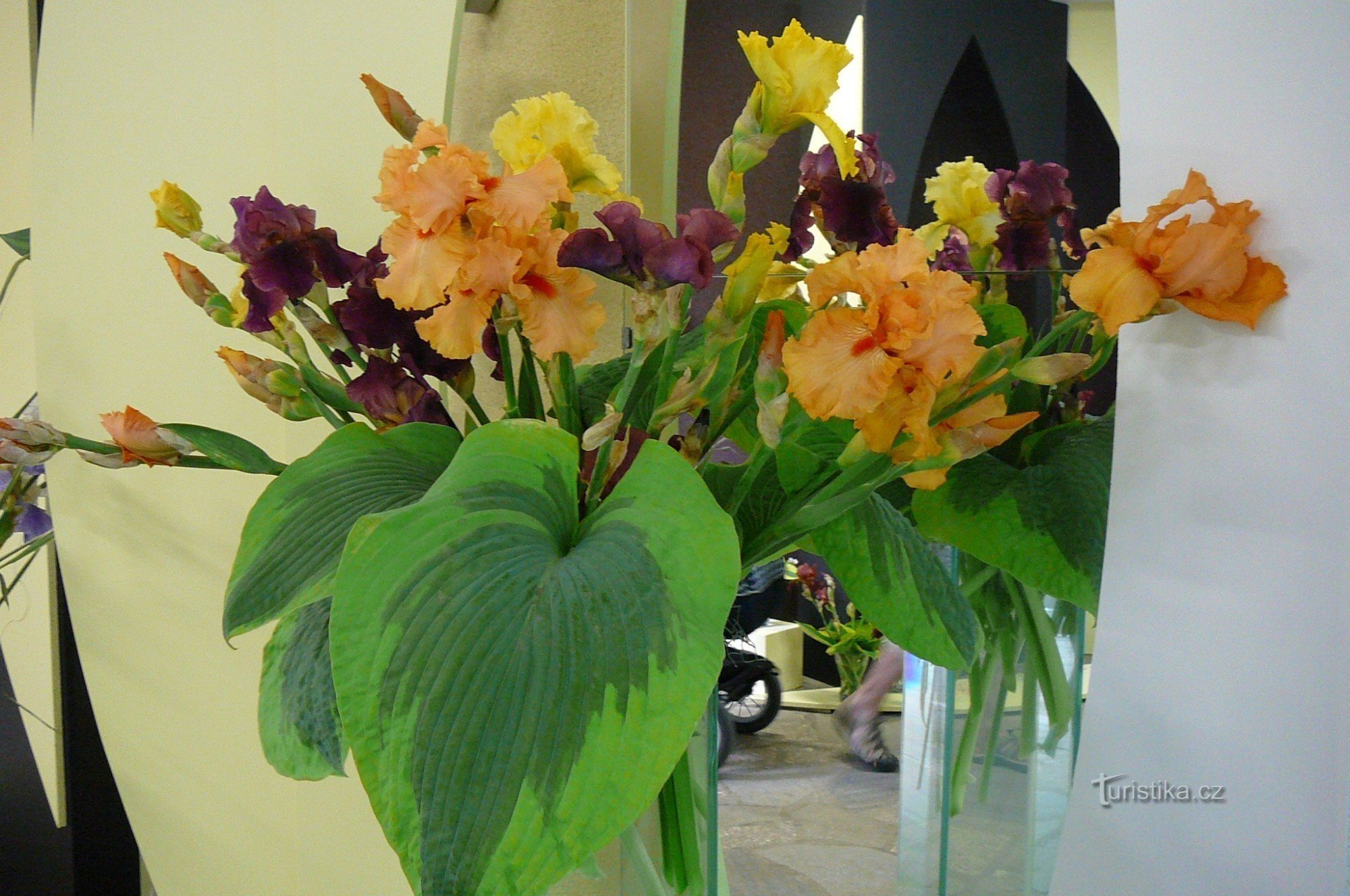 Exhibition of irises