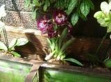 orkidéutställning