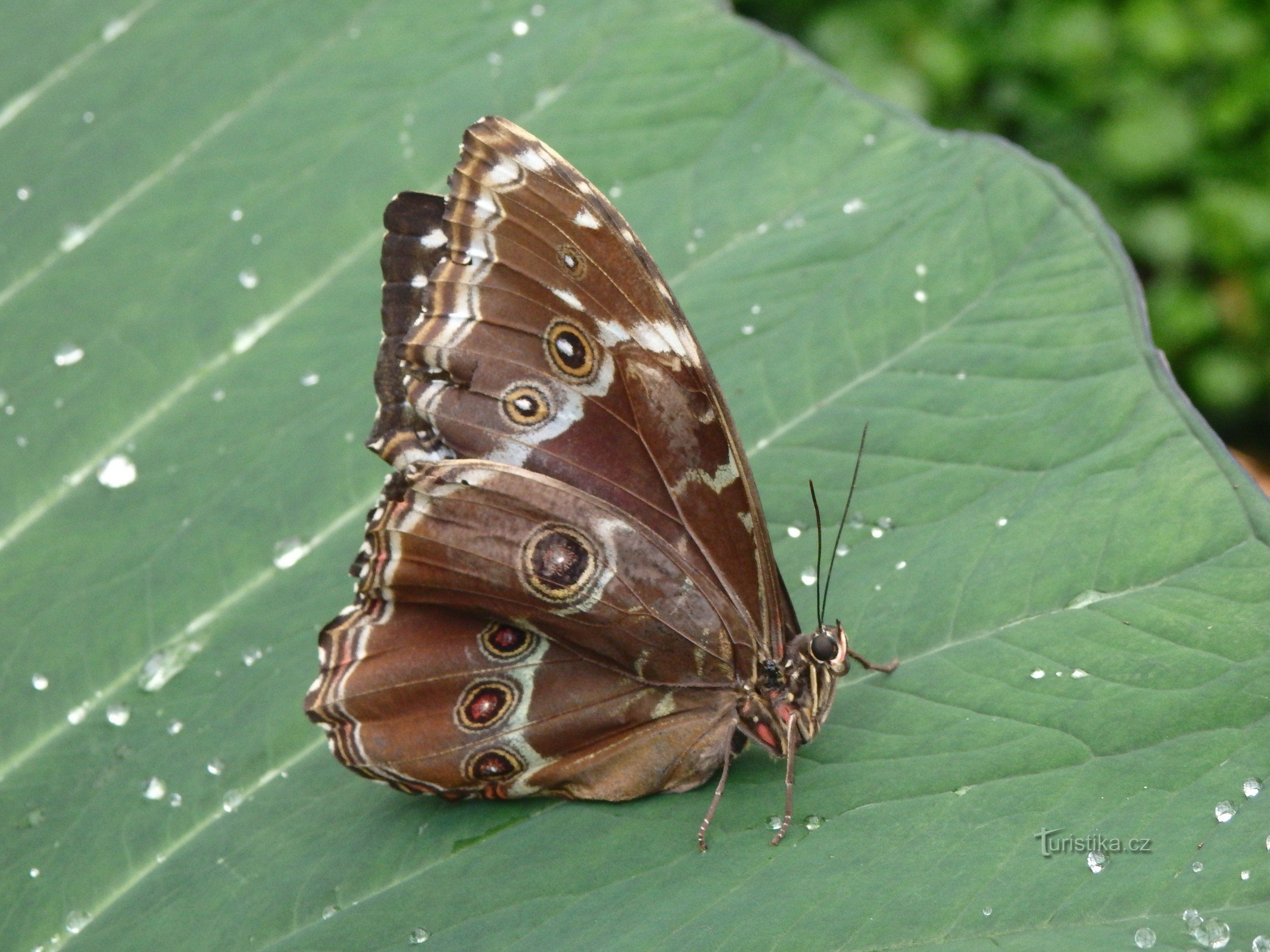 Exposition de papillons tropicaux