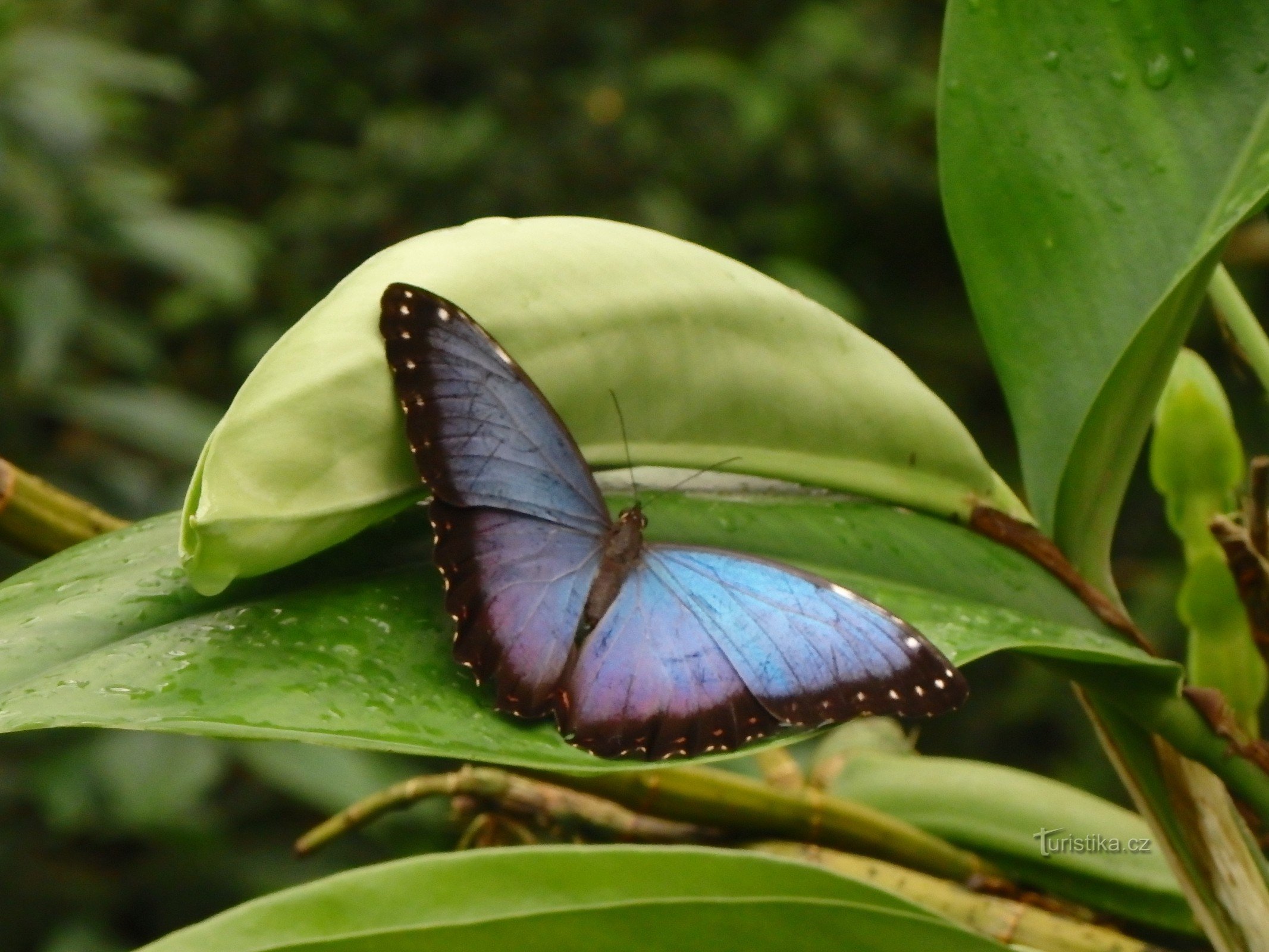 Razstava tropskih metuljev