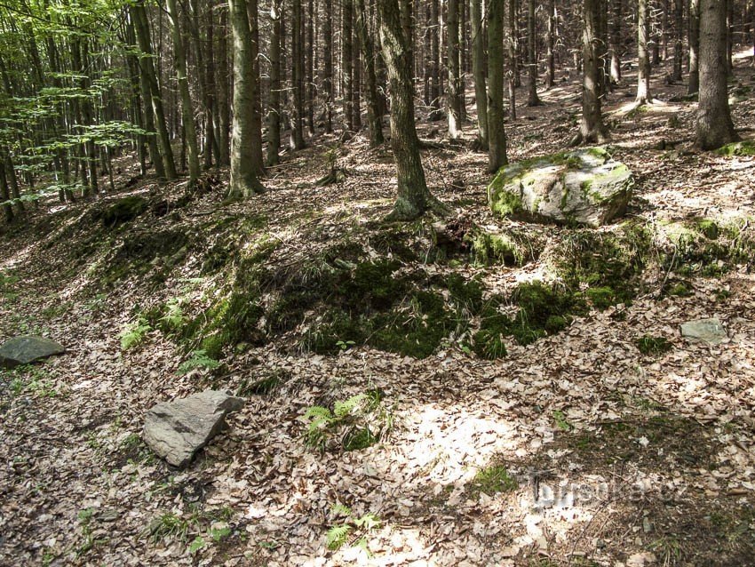 Sali attraverso la foresta