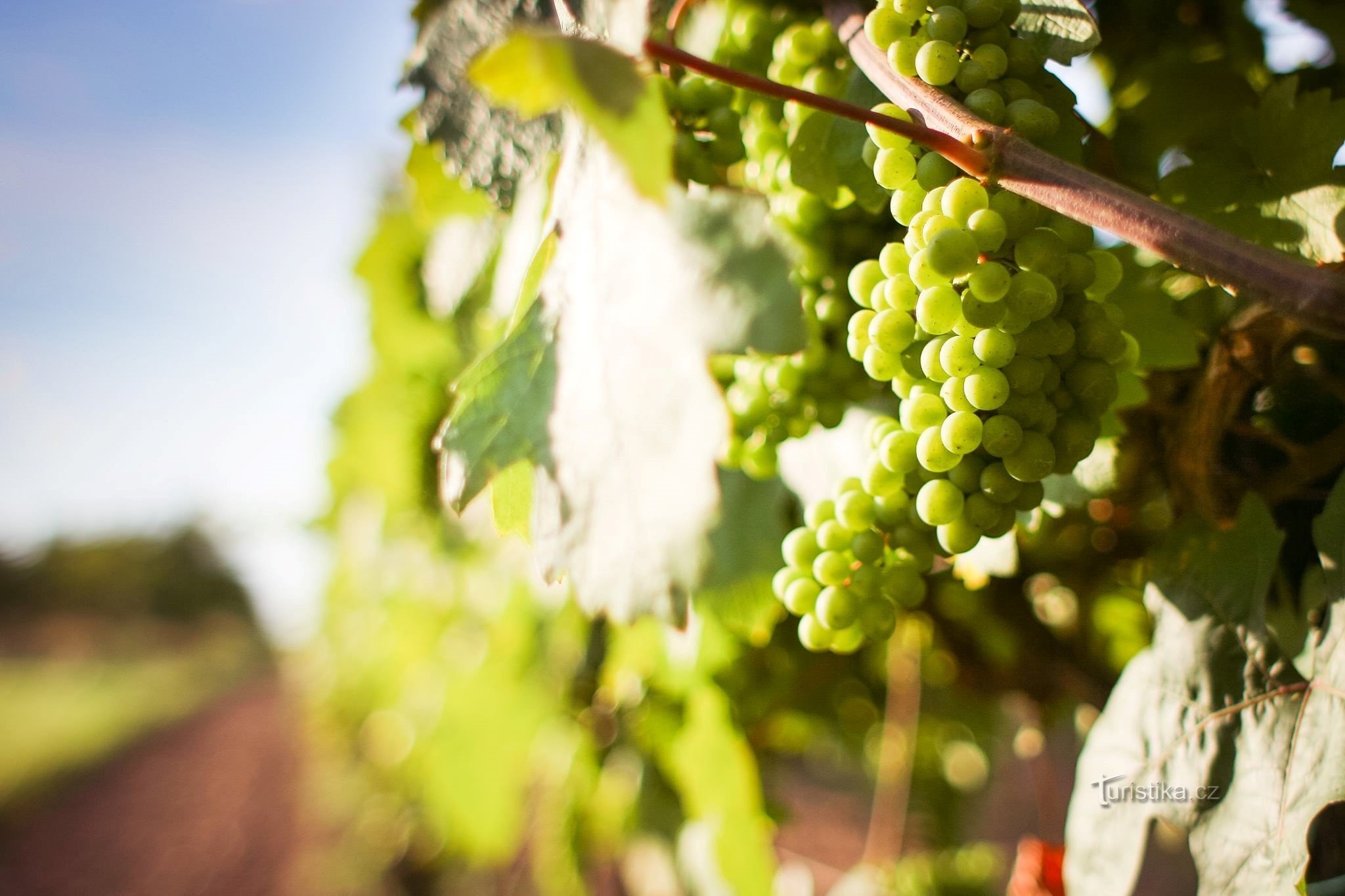 Une ascension vers Milešovka ou les vendanges de Polabsk - České středohoří propose de nombreux événements