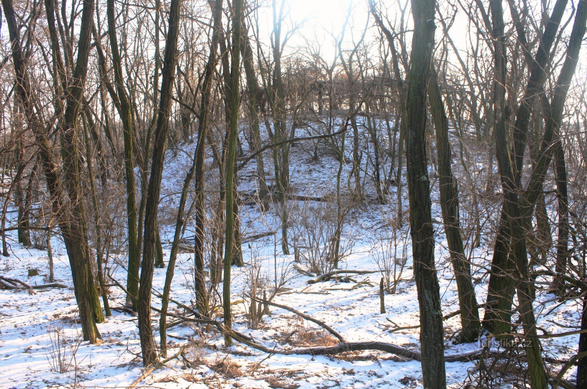 Elevation of the former fortress in an acacia grove