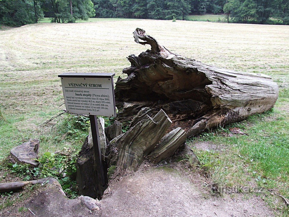 Ein markanter Baum im Terčina-Tal