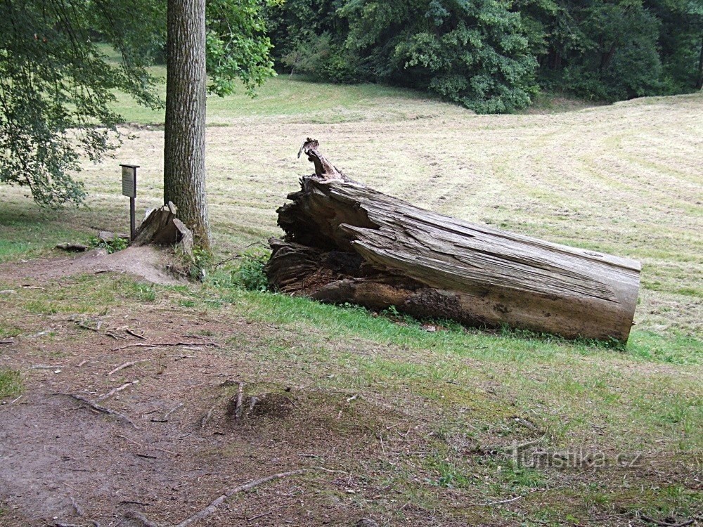 Un albero prominente nella valle Terčina