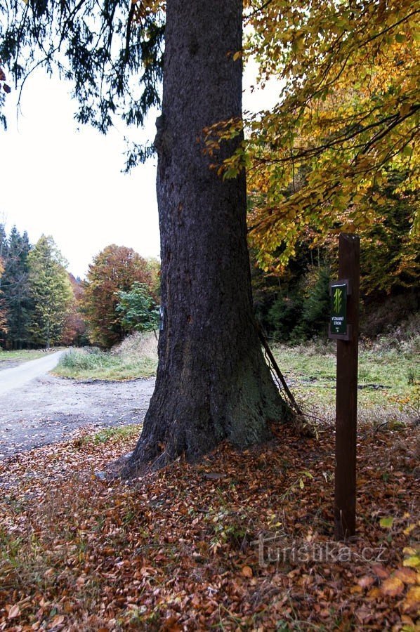 Một cây vân sam quan trọng gần Nové bouda