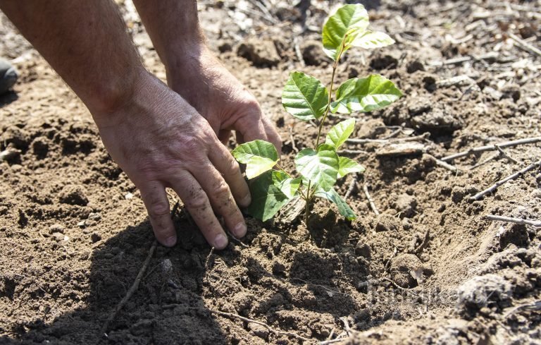 Sfida per studenti di età superiore ai 18 anni - Vieni, aiuta nella foresta e guadagna.