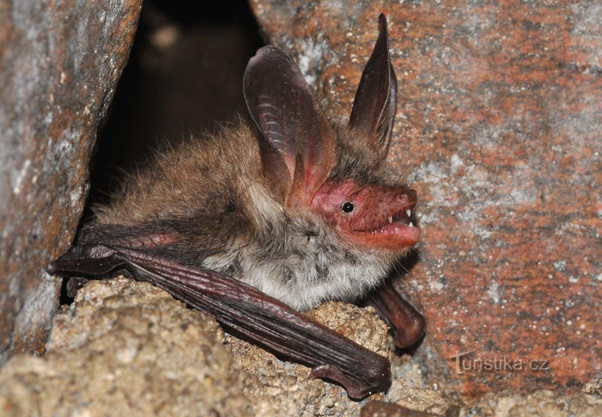 grosse chauve-souris rare