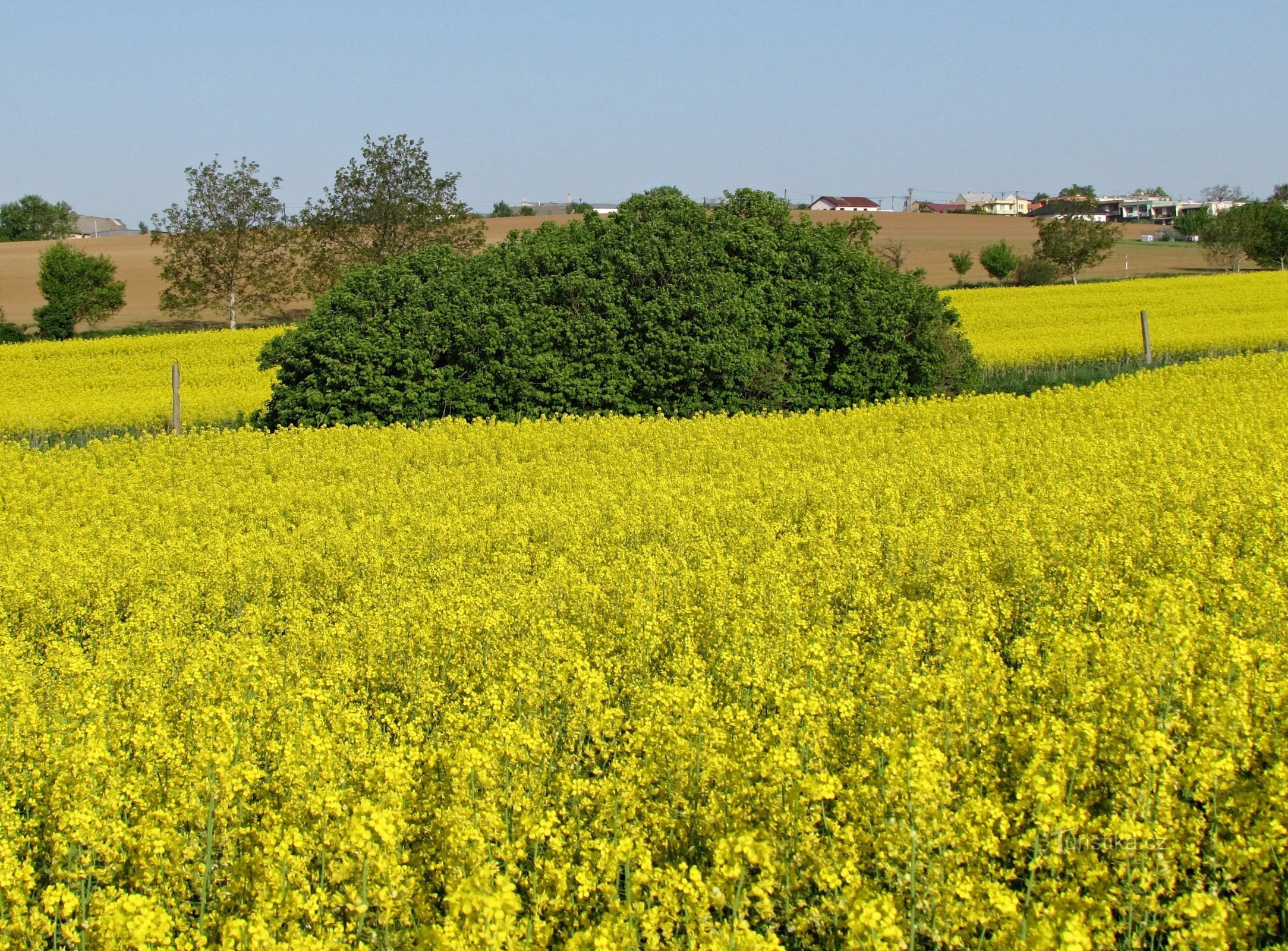 distant Machová