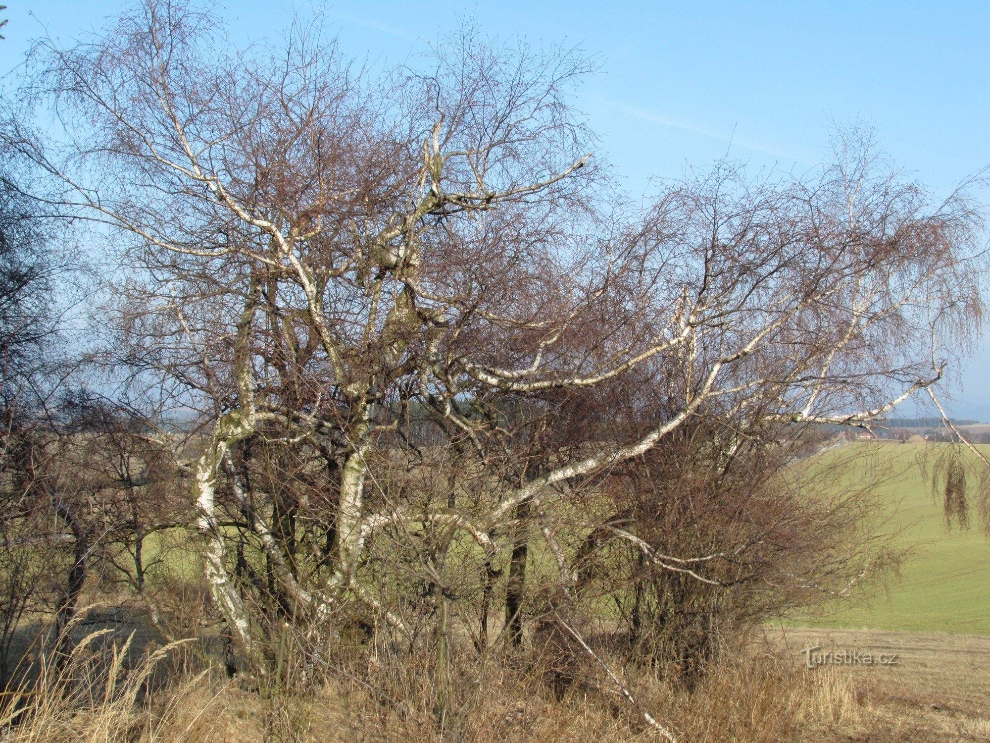 sample of specially shaped birches