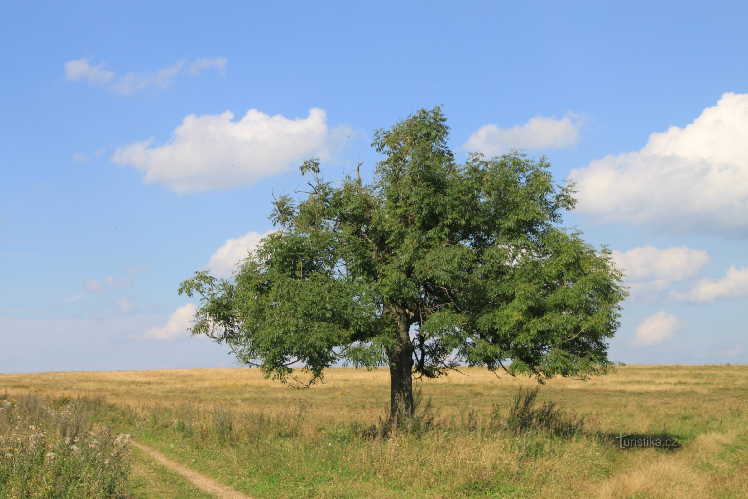 An ash tree visible from a distance by the road