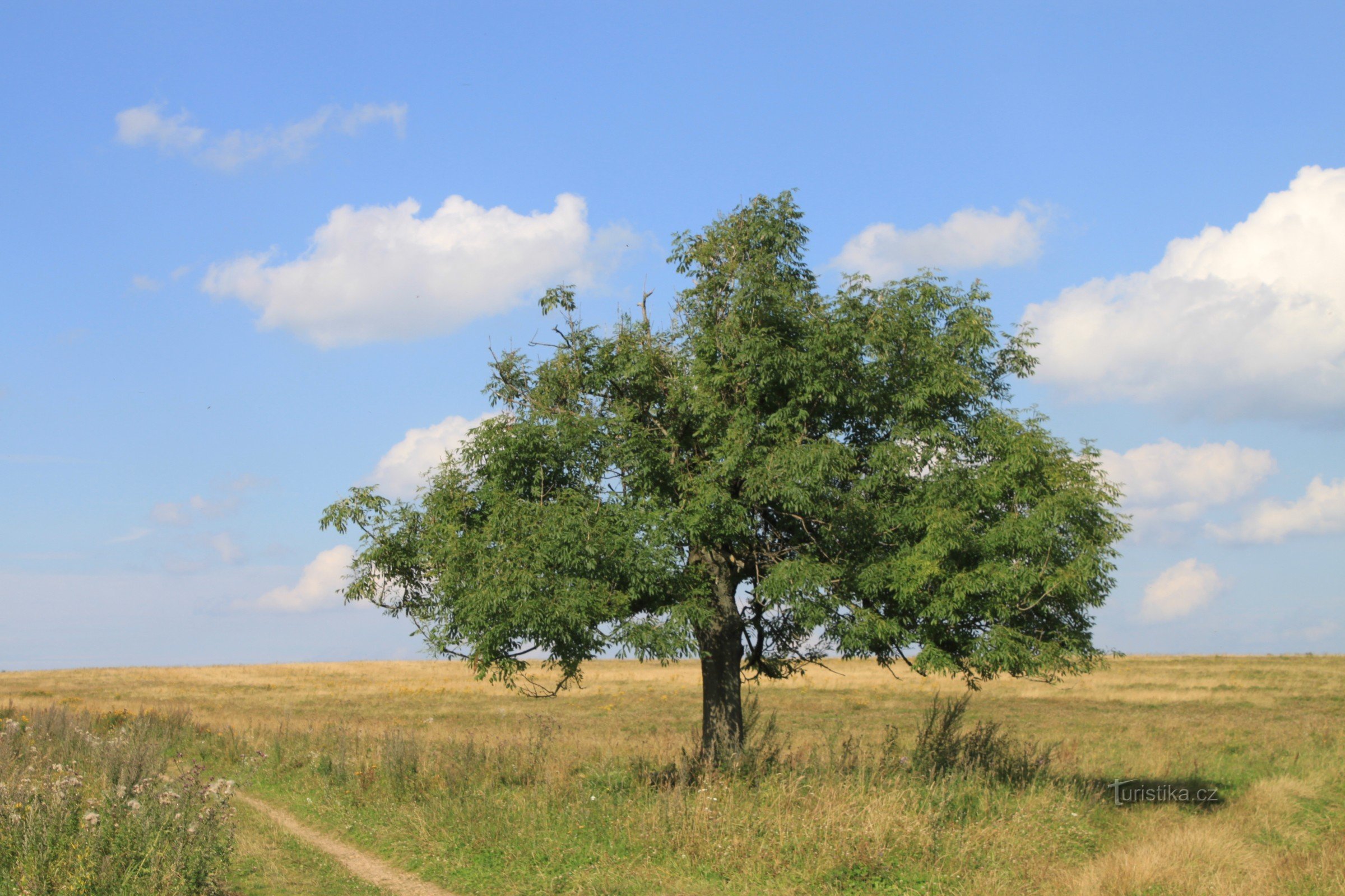 Een es zichtbaar vanaf een afstand langs de weg