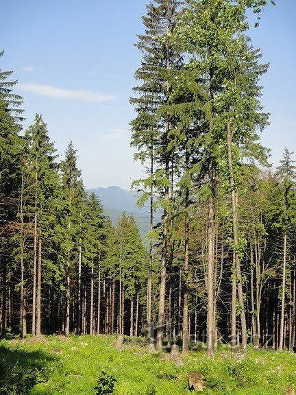 Von Špičák nach Pancíř und Čertova jezero