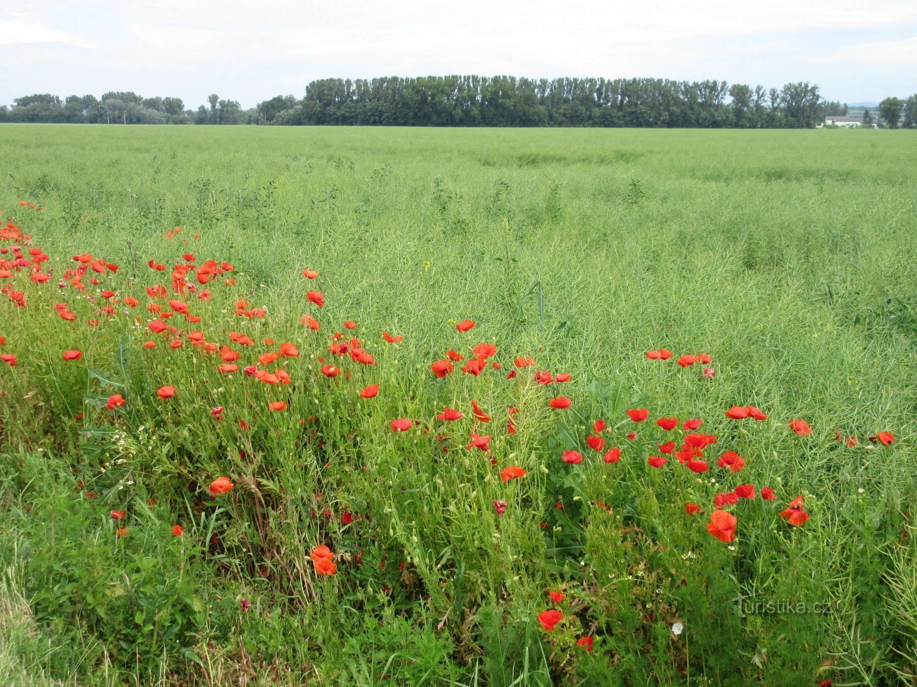 From Přerov to the confluence of Bečva and Morava - circular cycle route