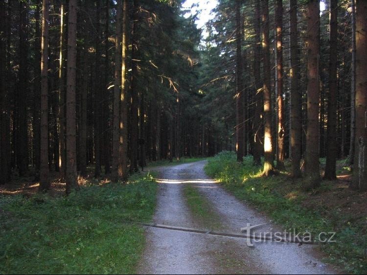 De Rejvíz, suivre la piste cyclable jusqu'au panneau et continuer jusqu'à Stará cesta