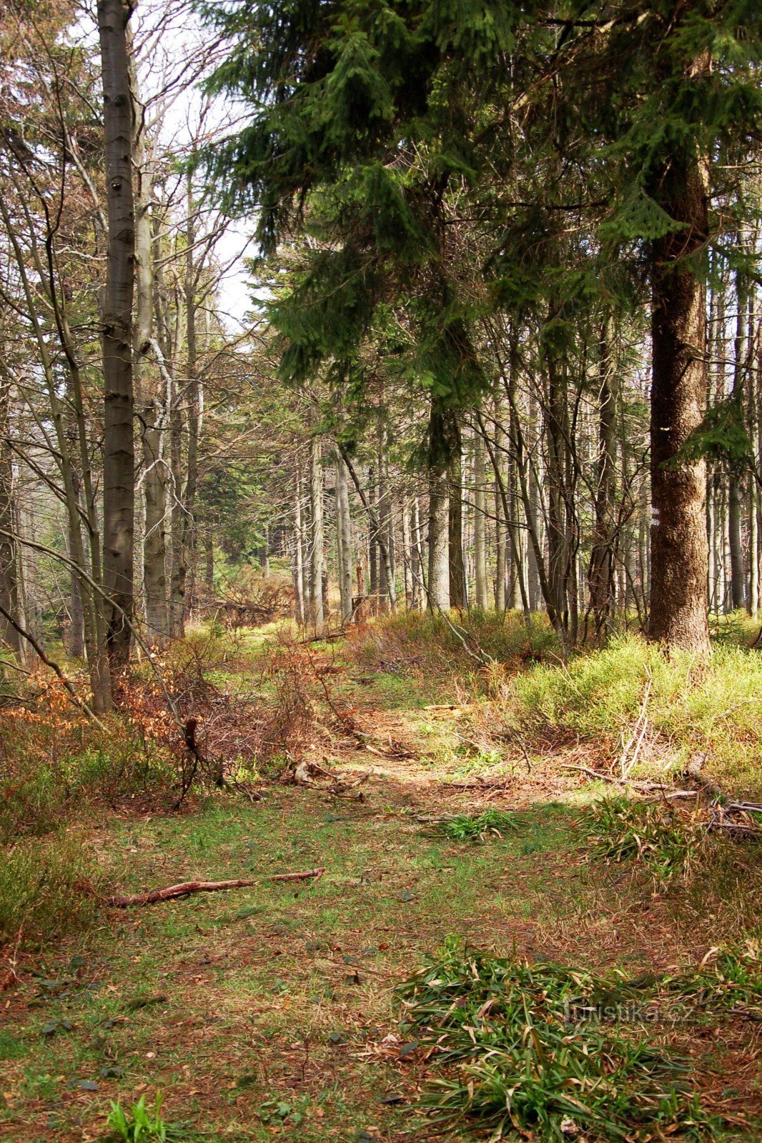 z Tanečnice na Noříčí horu (a Zmrzlý vrch)  (6/2014)