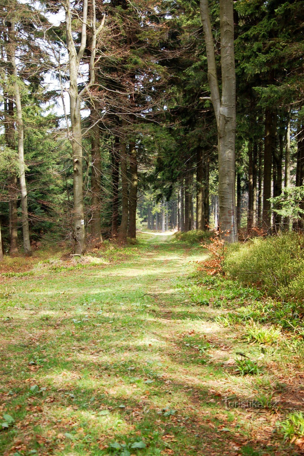 z Tanečnic na Noříčí horę (i Zamarzniętą Górę) (6/2014)