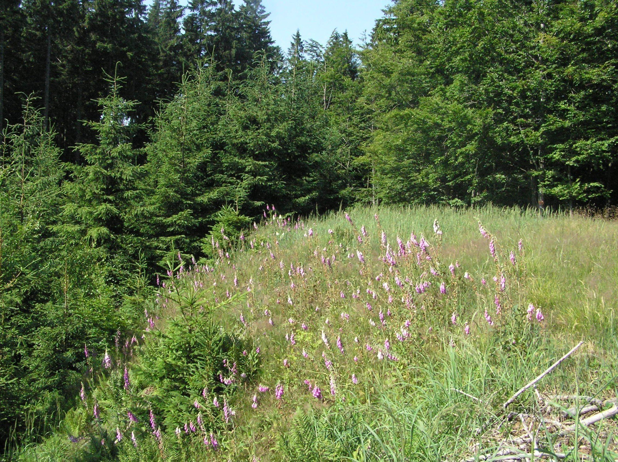 Van Veřovice naar Rožnov - juni 2012