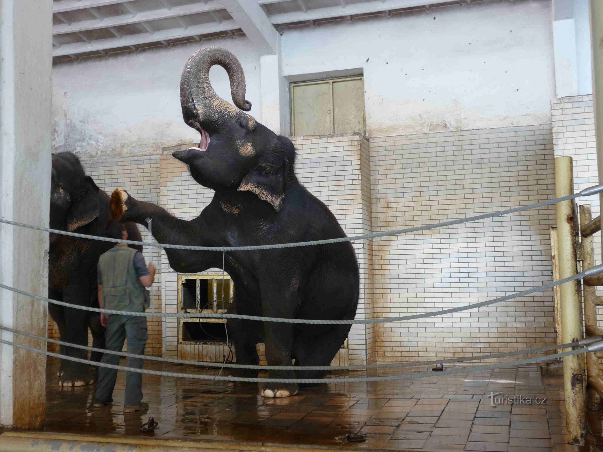 Derrière les tigres blancs au ZOO de Liberec