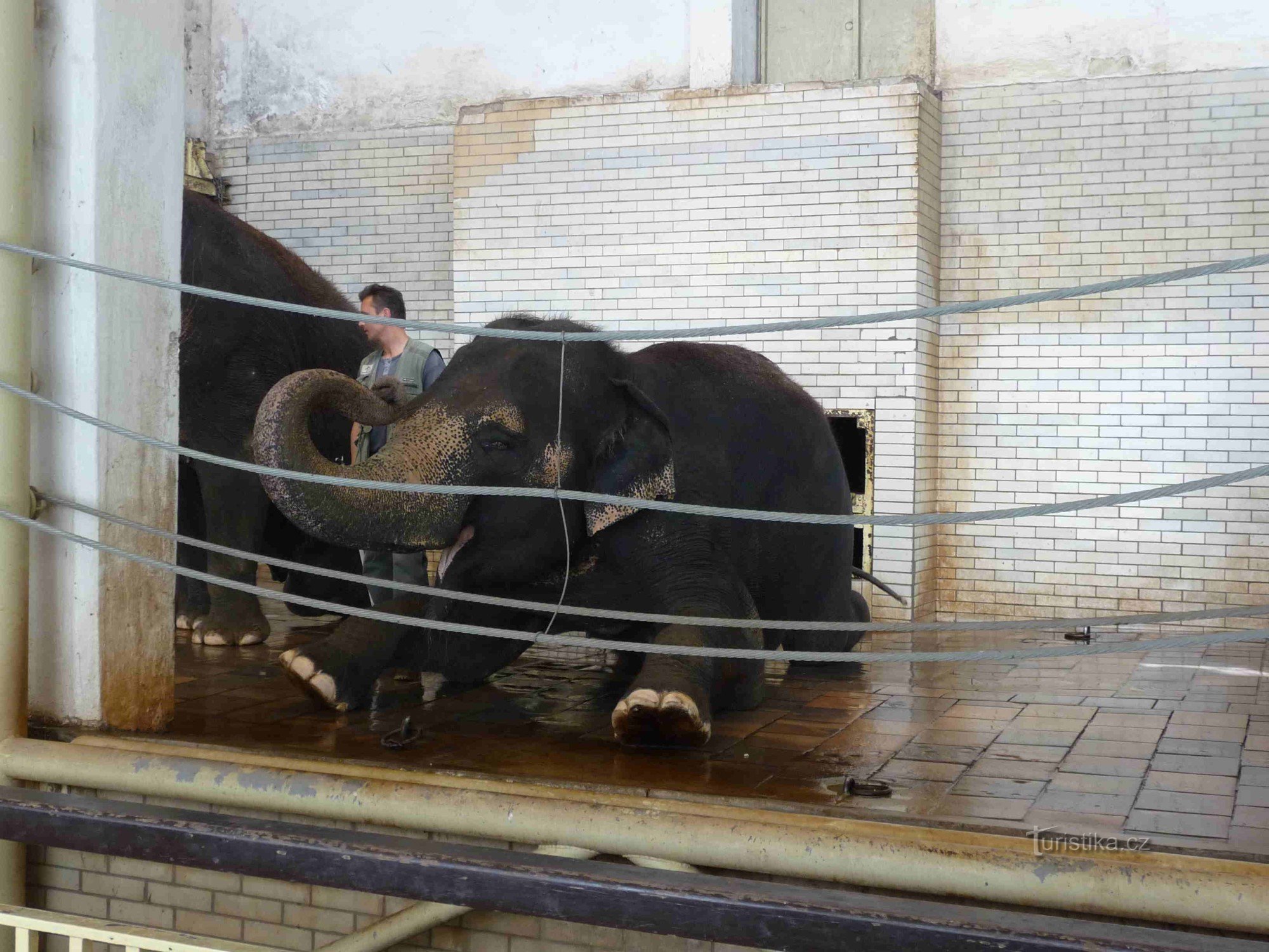 Derrière les tigres blancs au ZOO de Liberec