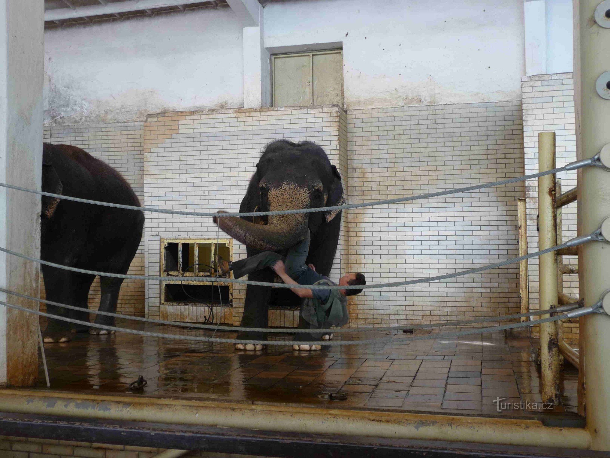 Dietro le tigri bianche allo ZOO di Liberec