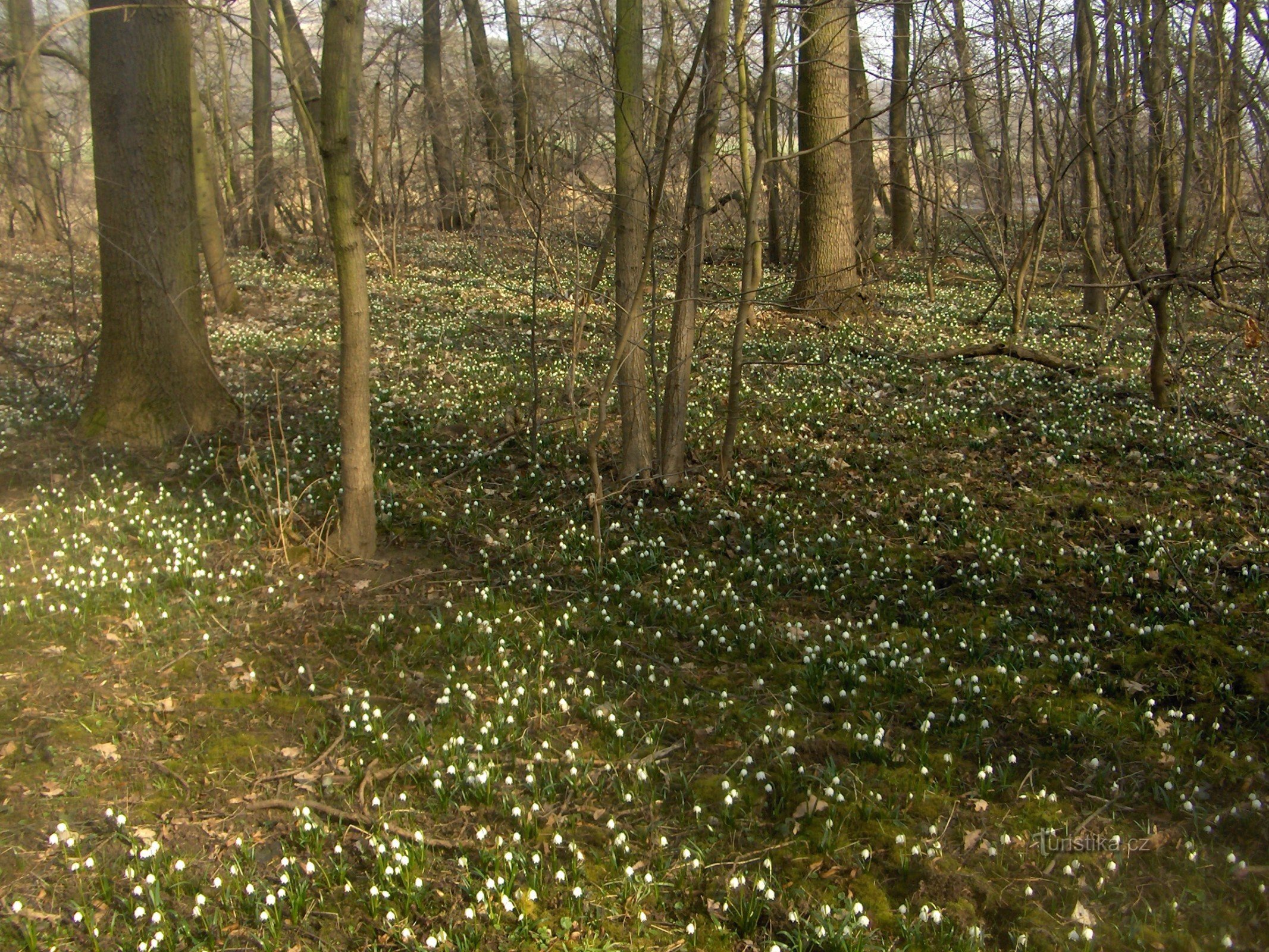 Achter de bleke naar Šebín.