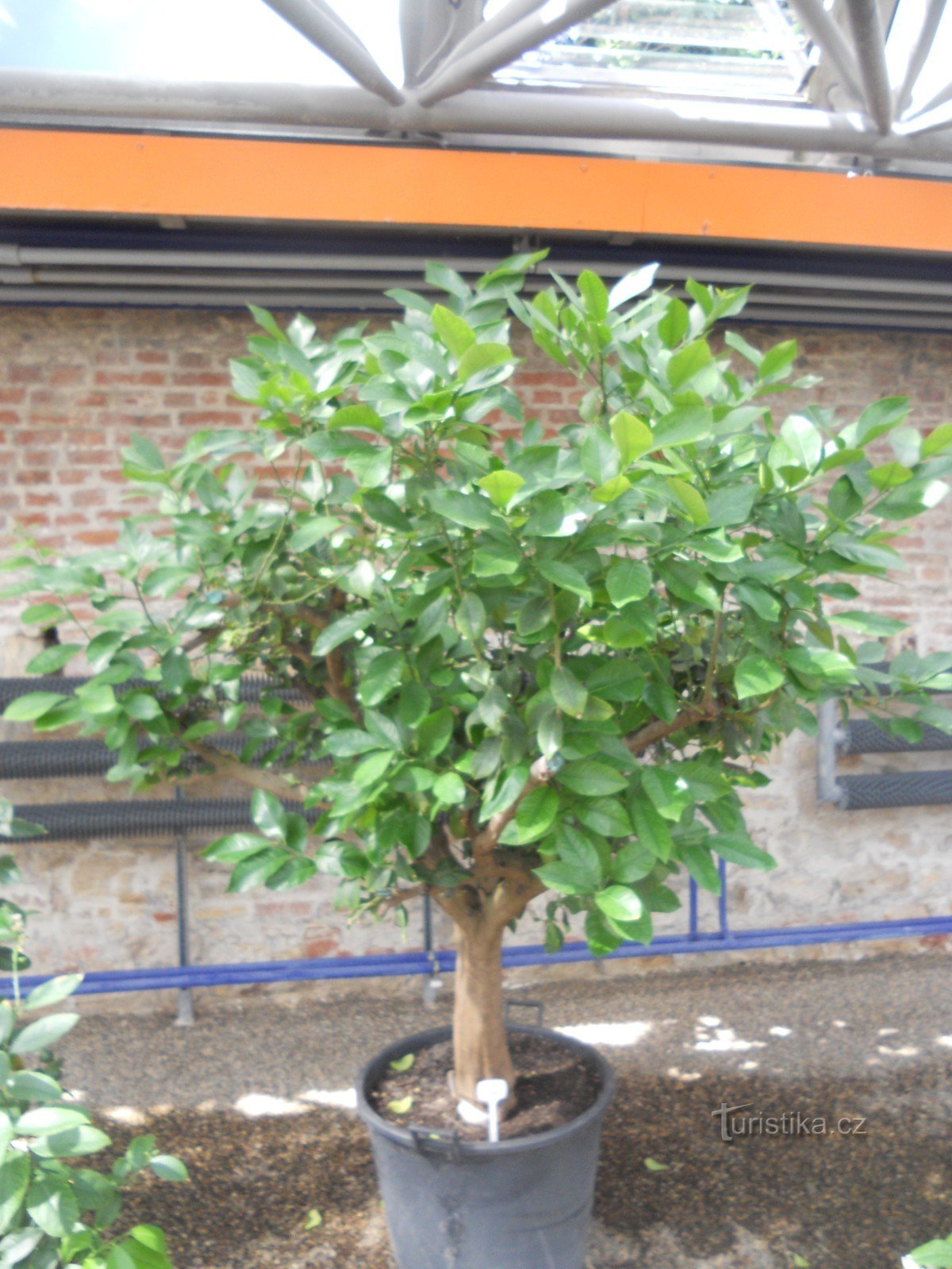 Bakom Buddhas hand och andra citrusfrukter till Pragborgen