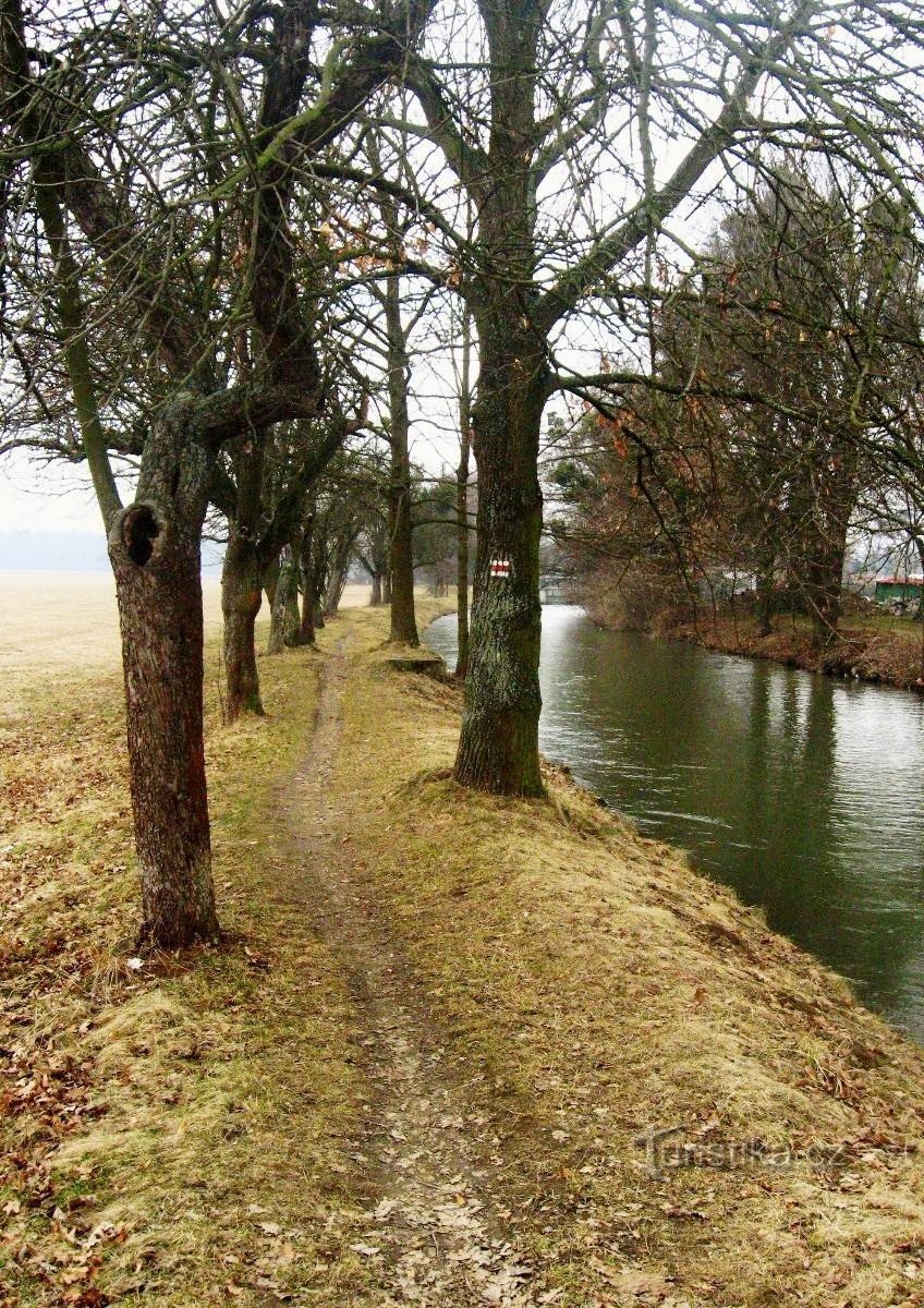 Por trás da natureza despertando na primavera através de Litovelské Pomoraví