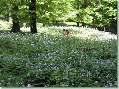 Achter de bloeiende goudsbloem