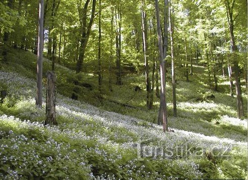 Atrás da flor de calêndula