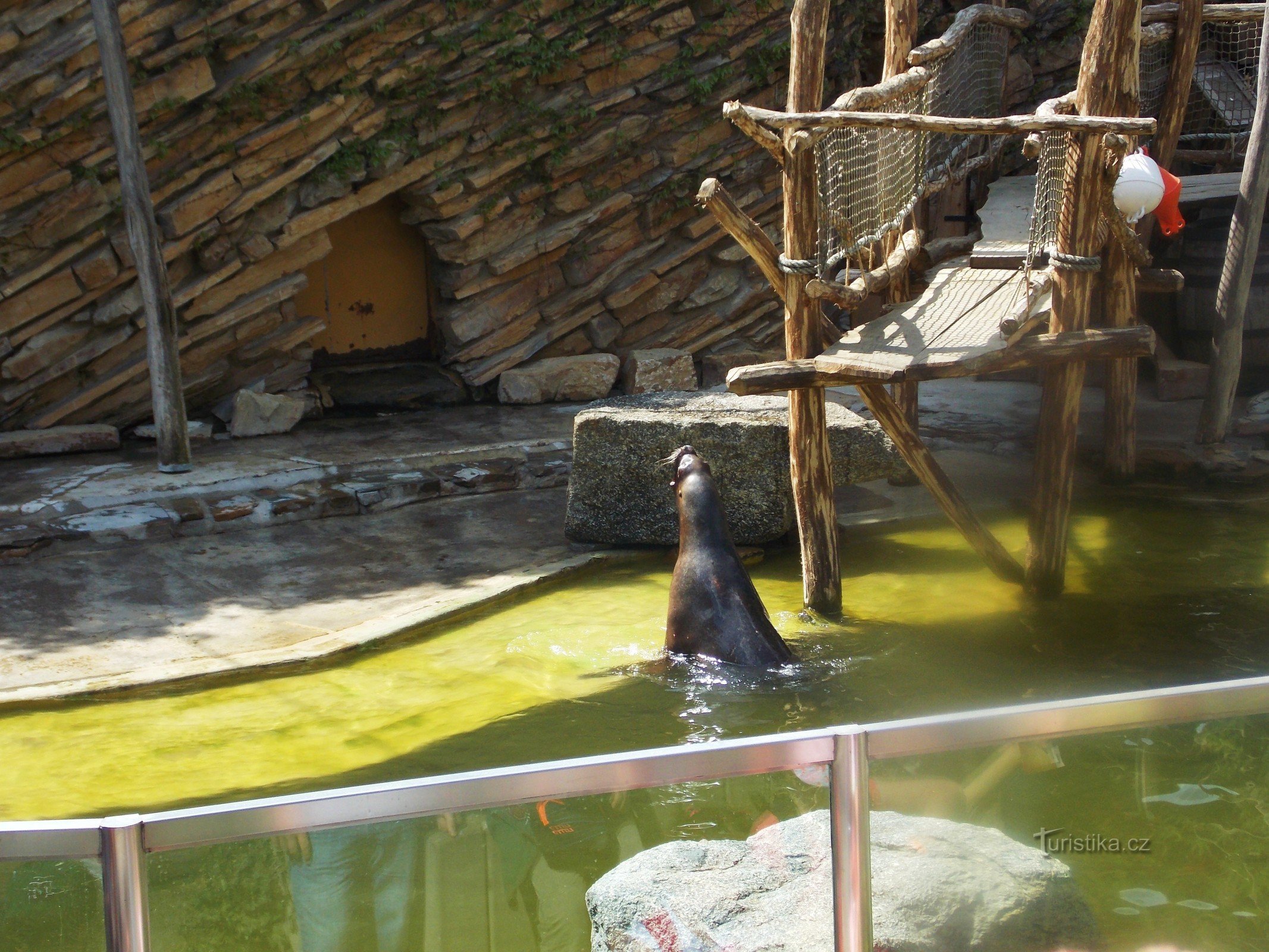 Pour les lions de mer au ZOO de Zlín - Lešná