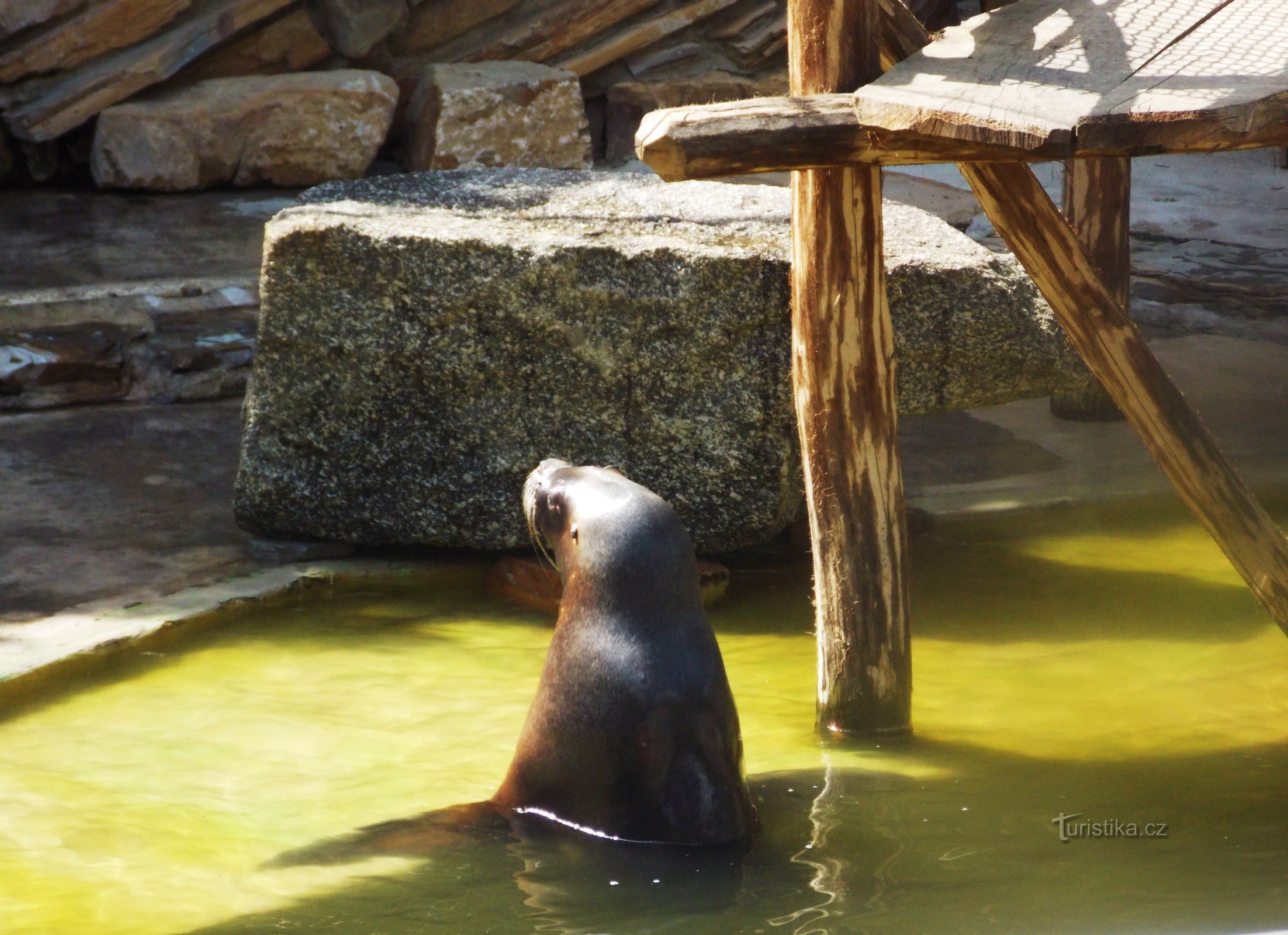 Pour les lions de mer au ZOO de Zlín - Lešná