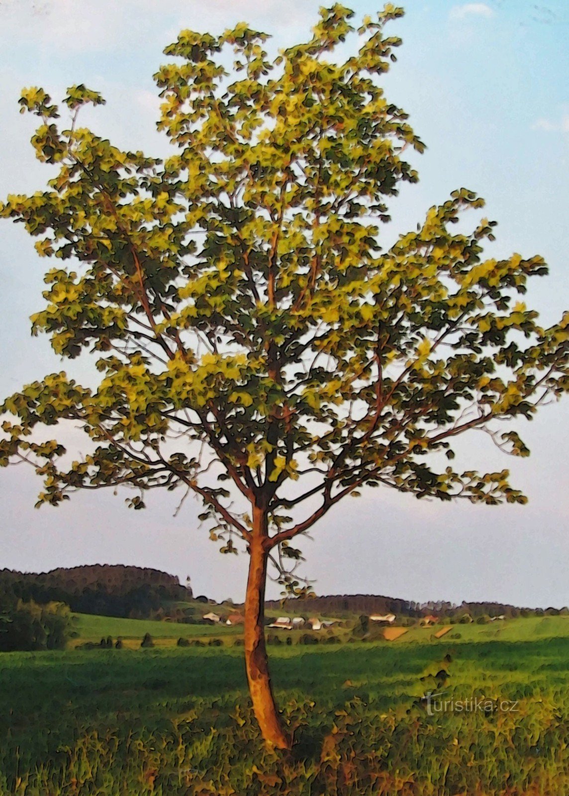 Atrás do açafrão de flores brancas em Lačnovsko - retro 2002