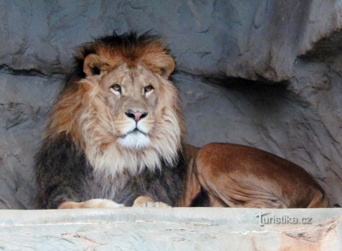 Para animales al ZOO cerca de Olomouc