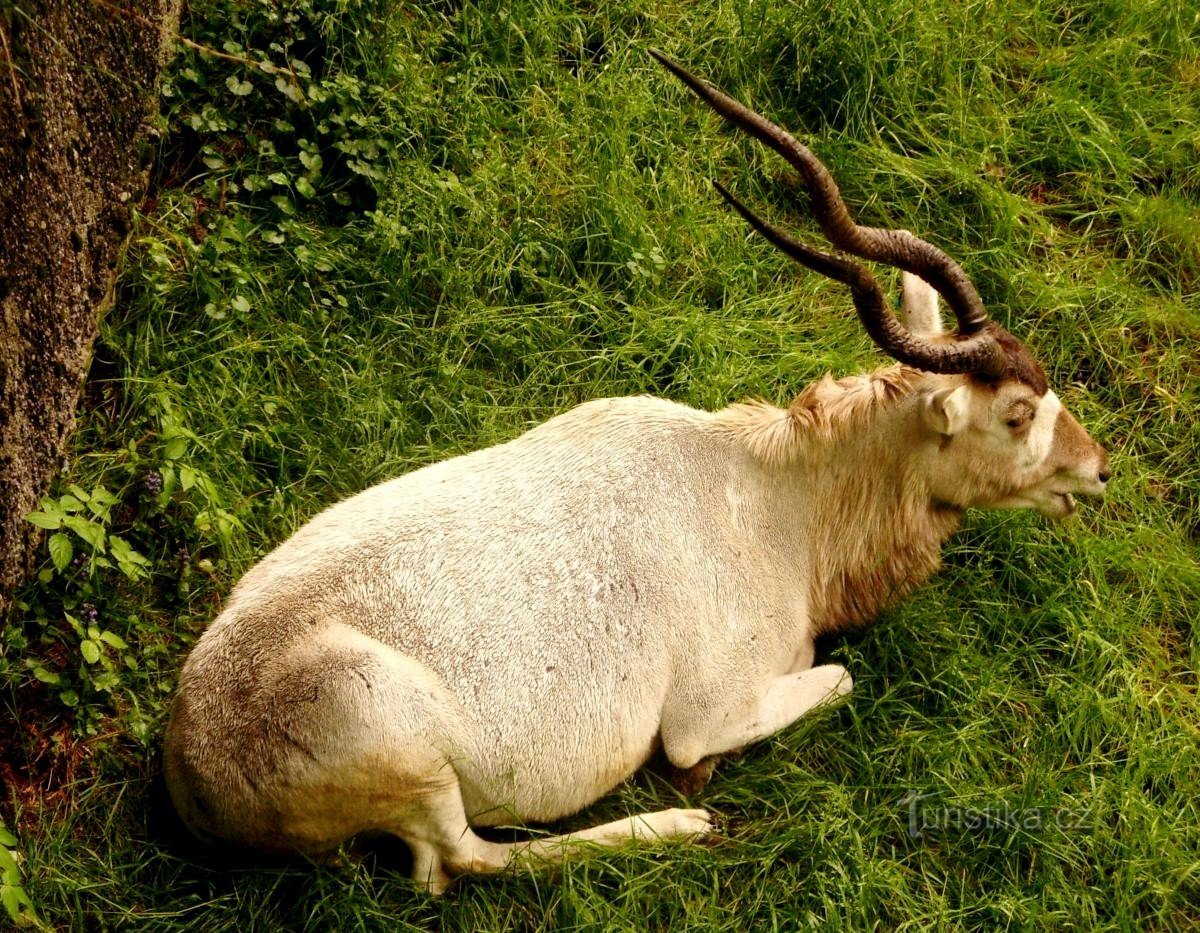 オロモウツ近くの動物園への動物の場合