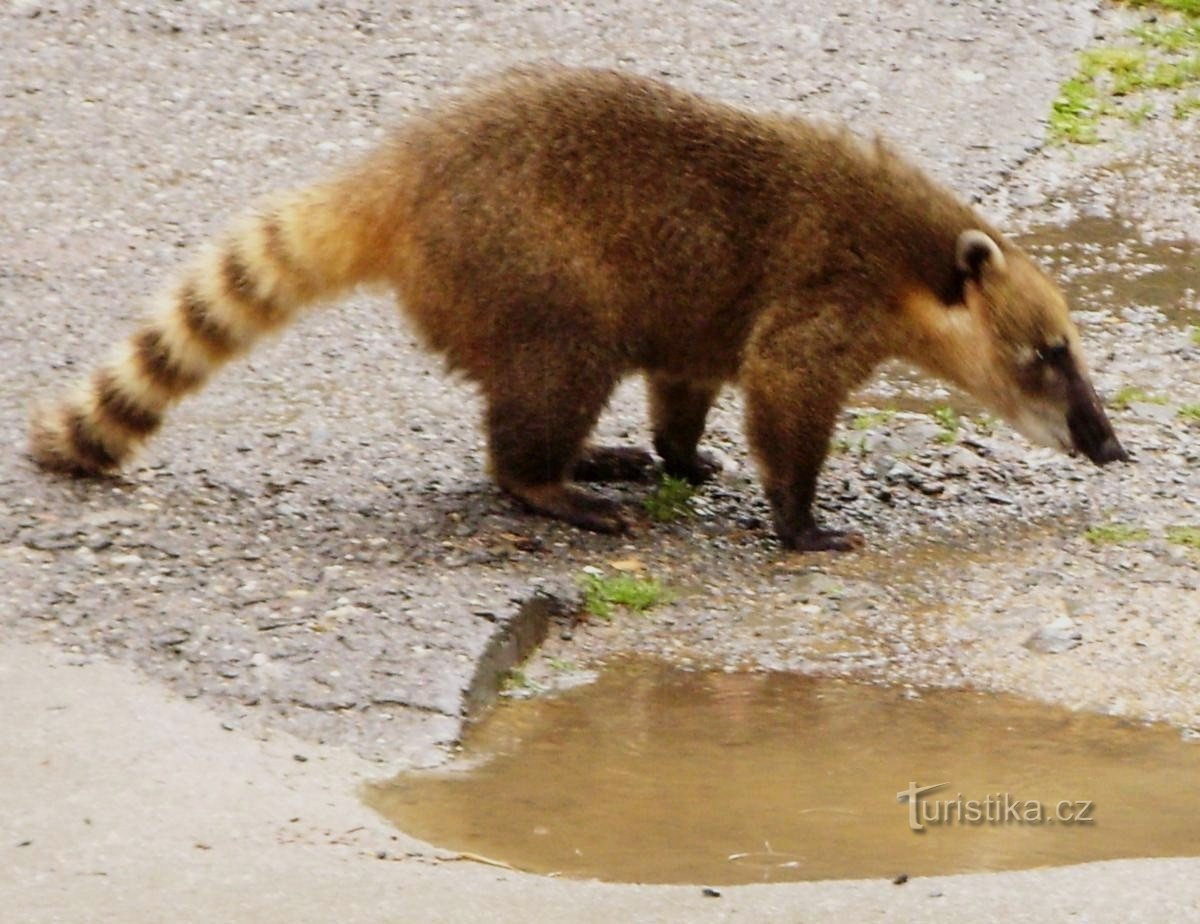 For dyr til ZOO nær Olomouc