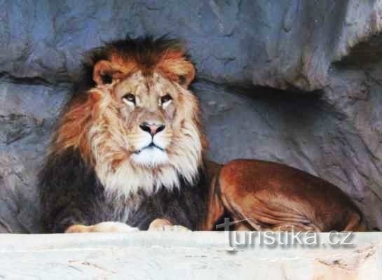 Voor dieren naar de ZOO in Olomouc