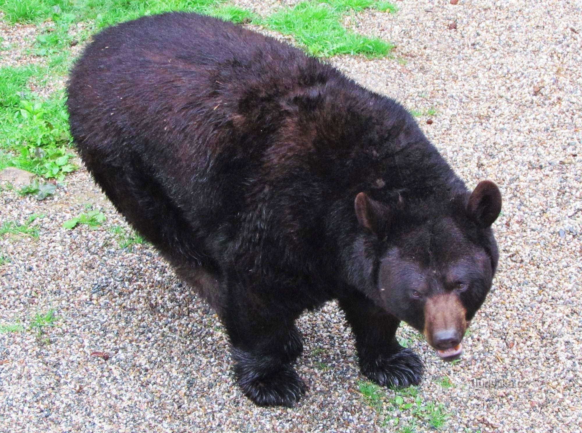 Pour les animaux au ZOO d'Olomouc