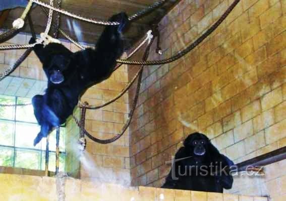 動物はオロモウツの動物園へ