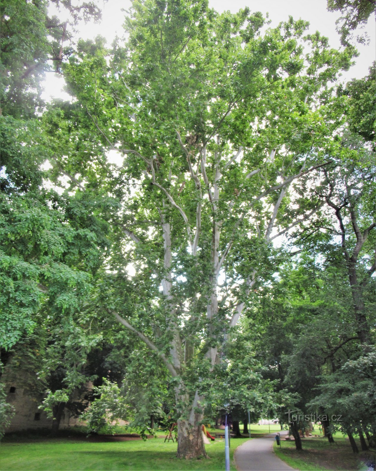 ザブチツェ - 公園にある記念のプラタナスの木