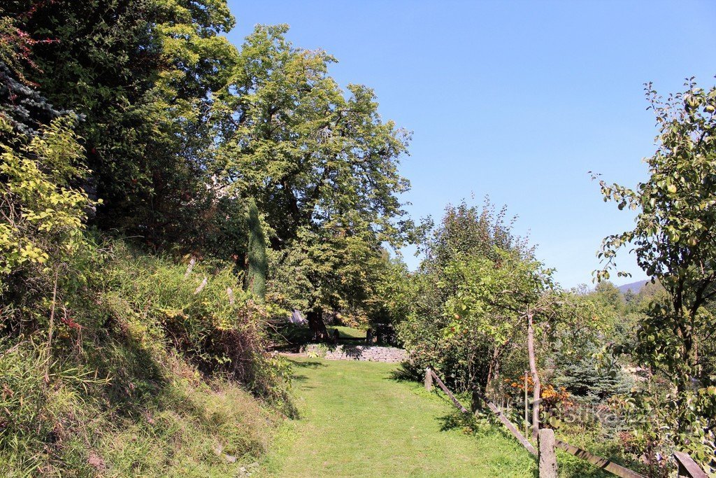 Skott från arboretet