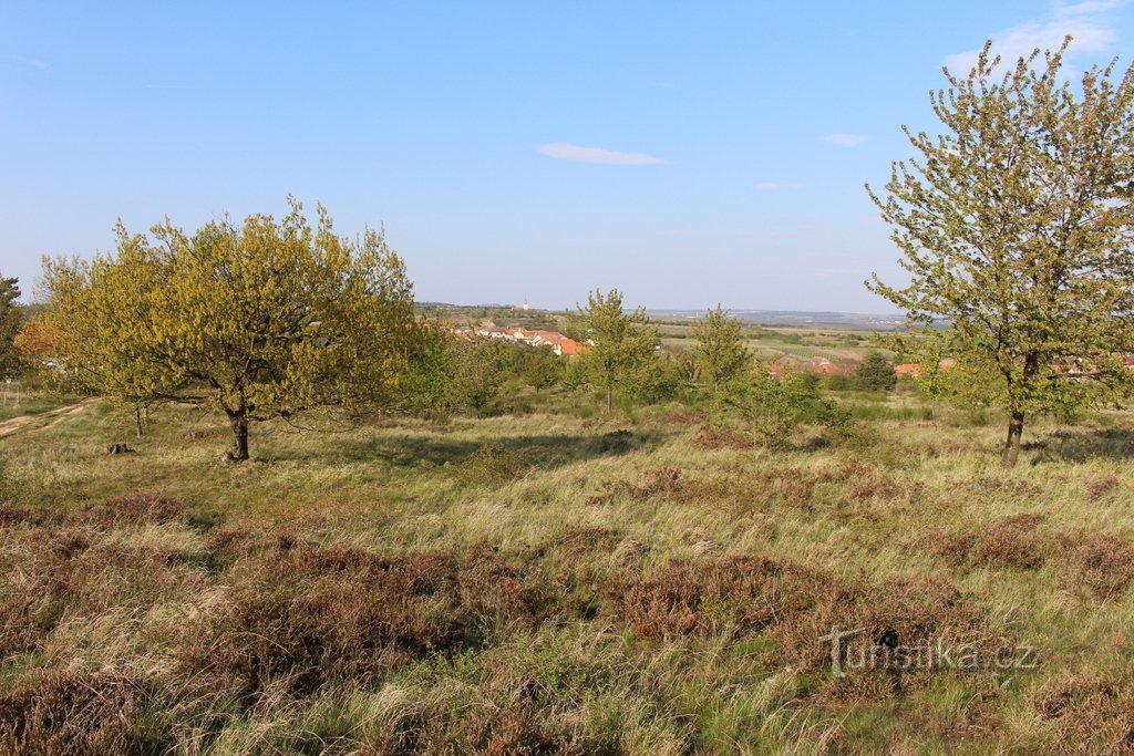 Tiré de la lande