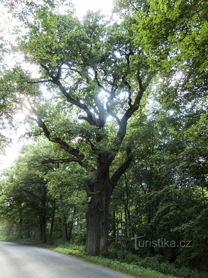 Zábřež oak
