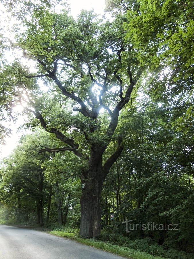 Quercia Zábřež