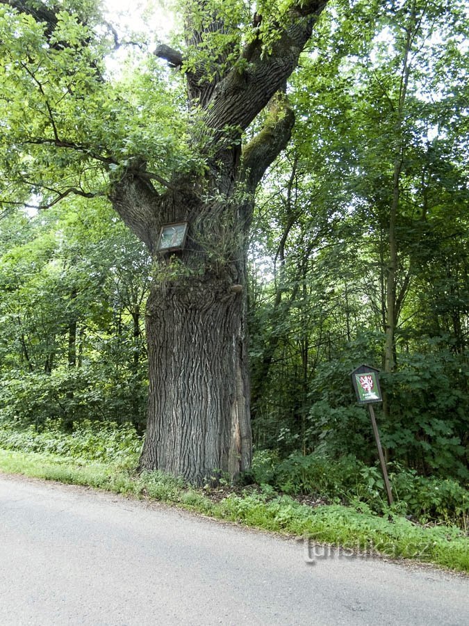 stejar Zábřež