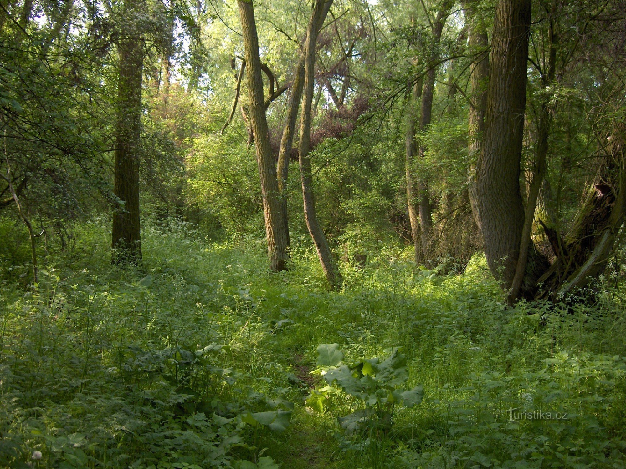 začátek rokle u Střezova